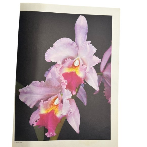 How To Draw And Paint Flowers Walter Foster Art Instruction Floral Oil - Picture 7 of 7